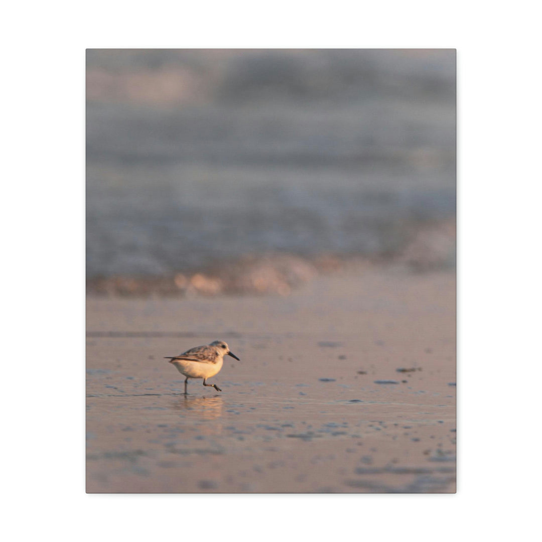 Sanderling in Soft Dusk Light - Canvas