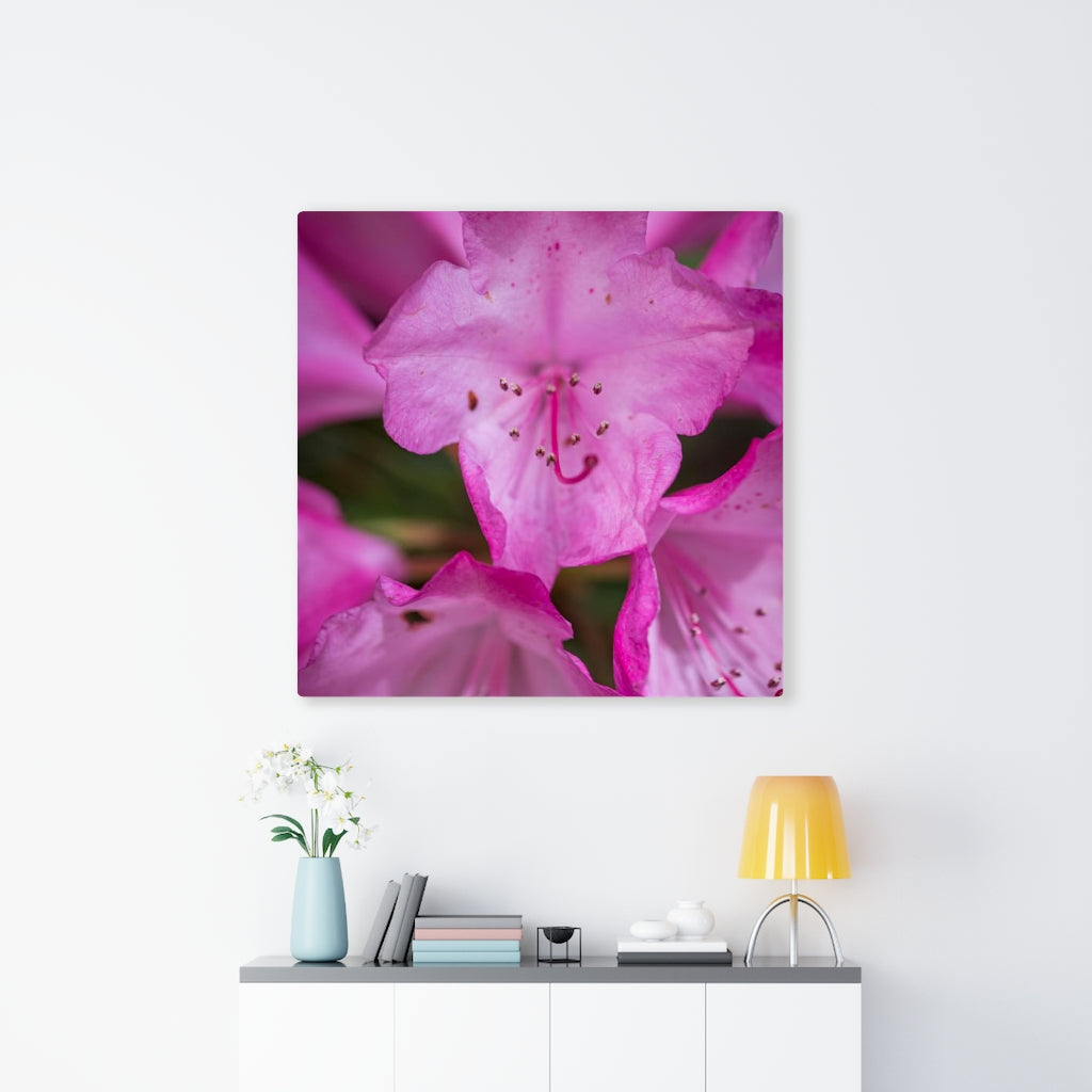 Soft Pinks - Canvas