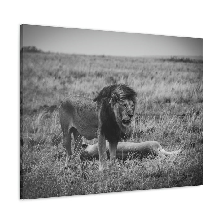 Mating Lions in Black and White - Canvas