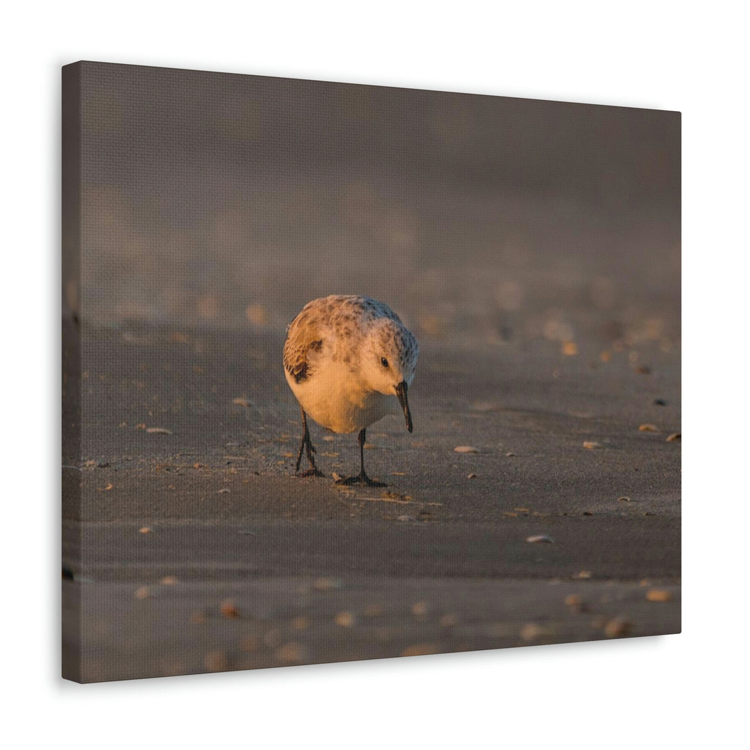 Feeding Sanderling - Canvas