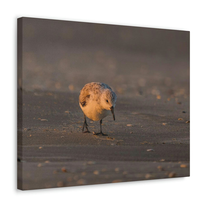 Feeding Sanderling - Canvas