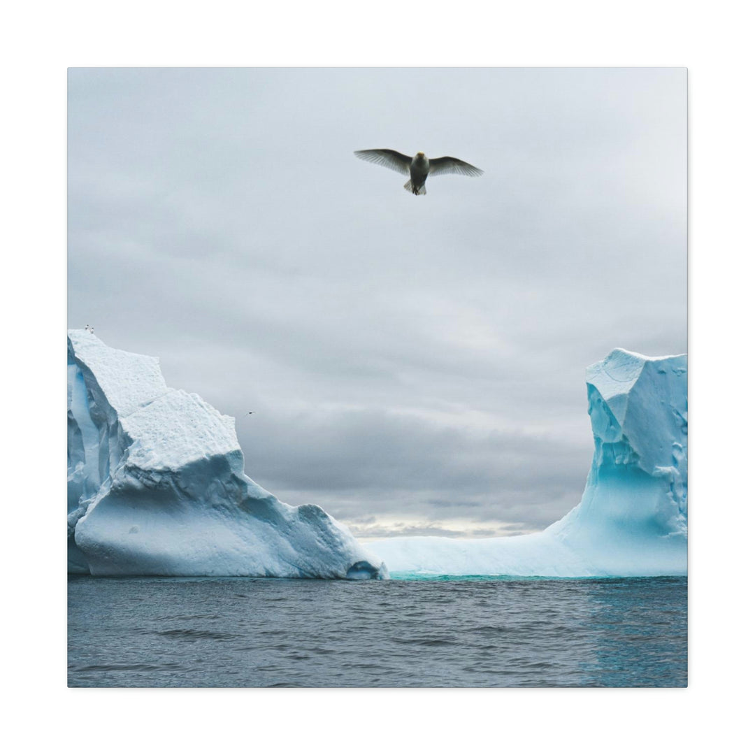 Antarctic Flight - Canvas