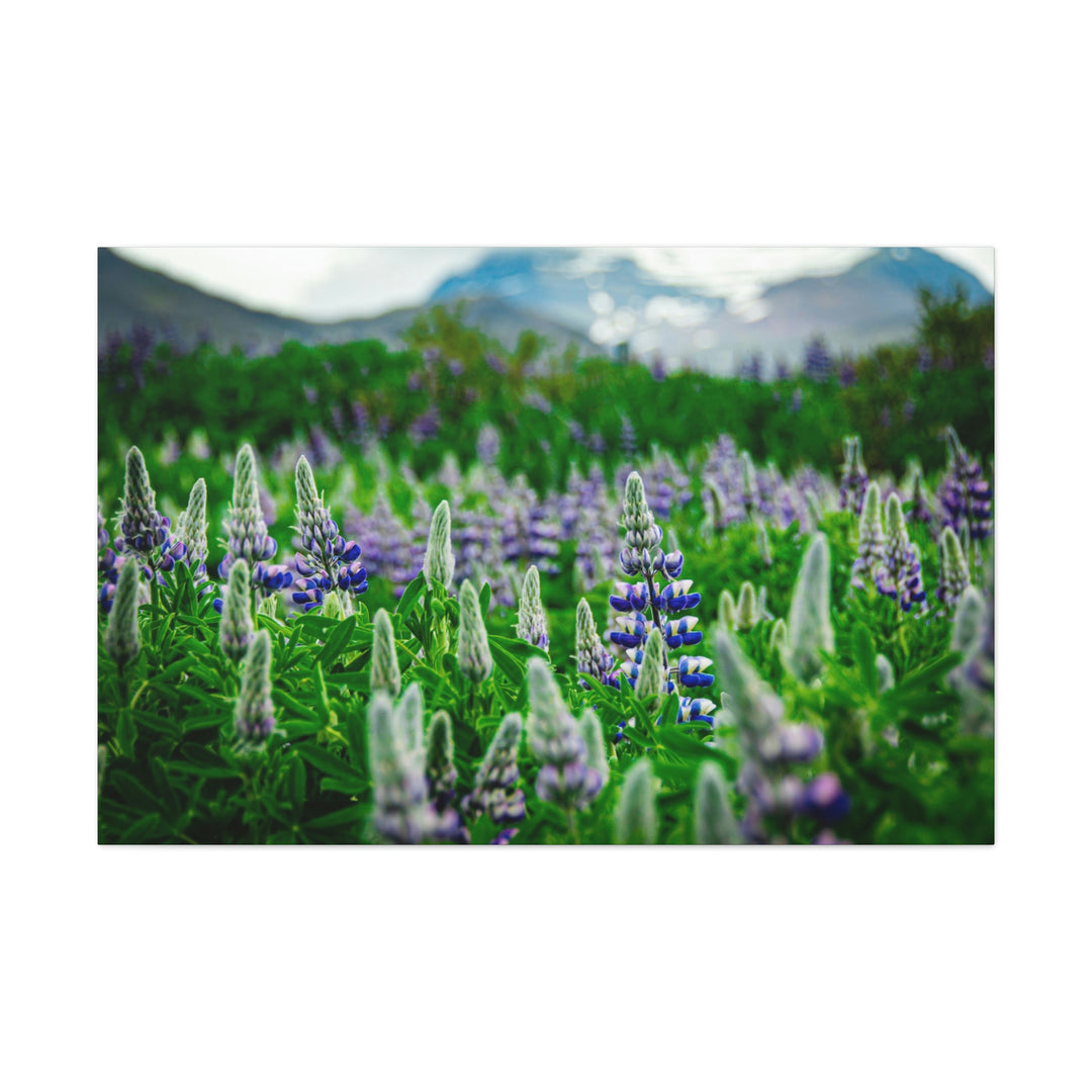 Glowing Lupin with Mountains - Canvas