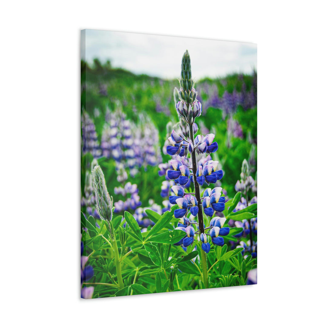 Glowing Lupin - Canvas