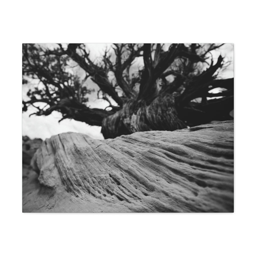 Desert Reach in Black and White - Canvas