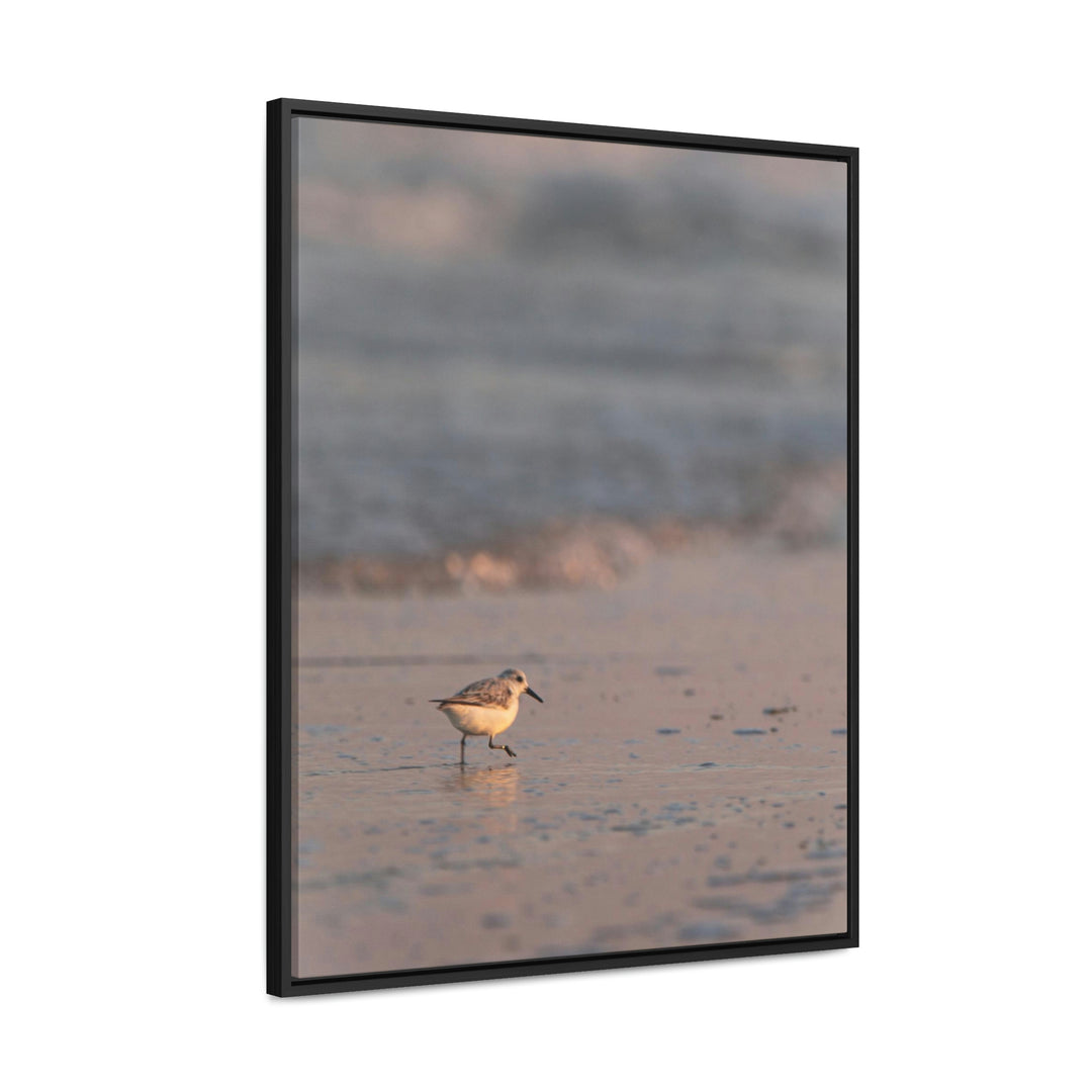 Sanderling in Soft Dusk Light - Canvas with Frame