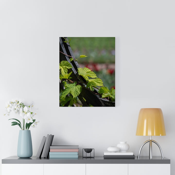 Ivy-Covered Fence - Canvas