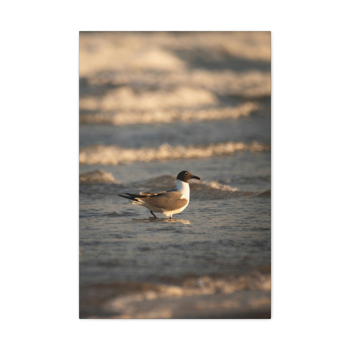 Laughing Gull in the Surf - Canvas