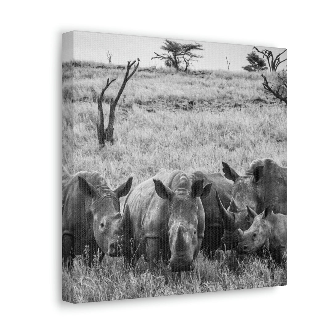 Rhino Family in Black and White - Canvas