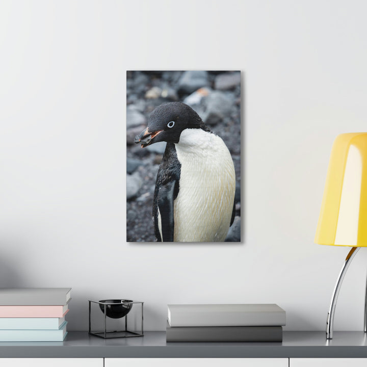 A Penguin's Pebble - Canvas