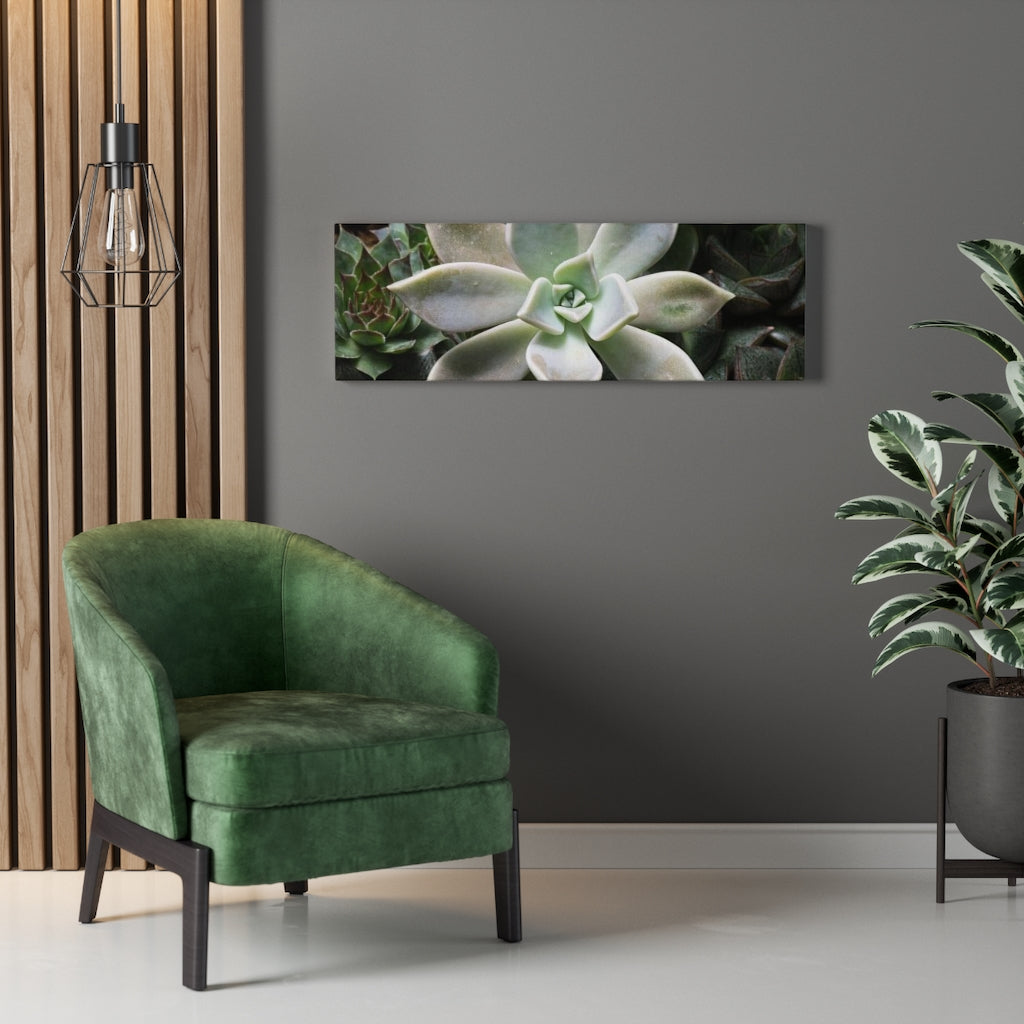 Succulent - Array - Canvas