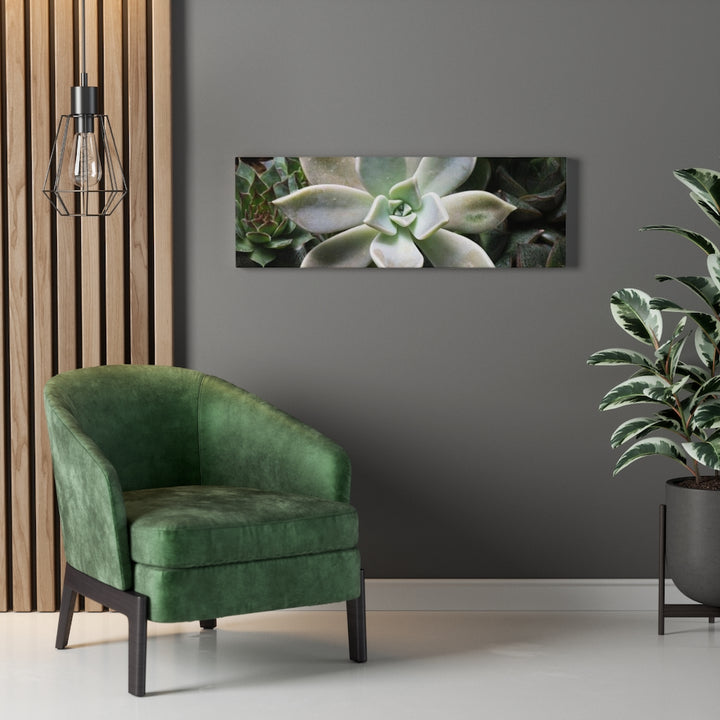 Succulent - Array - Canvas