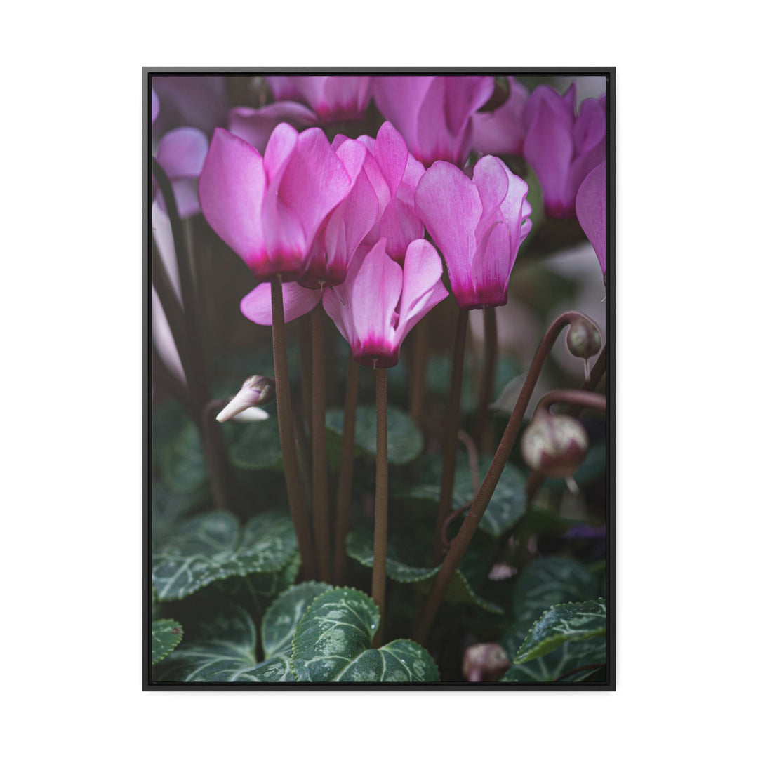 Cyclamen Reach - Canvas with Frame - Visiting This World