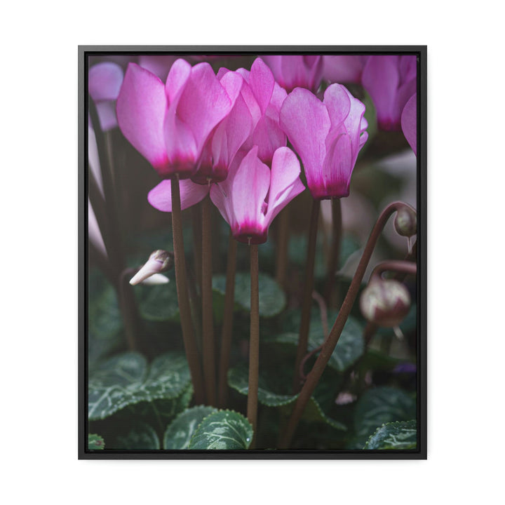 Cyclamen Reach - Canvas with Frame - Visiting This World