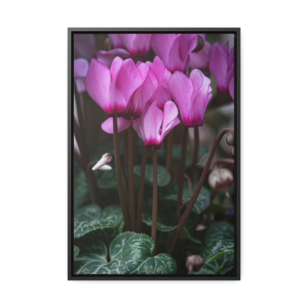 Cyclamen Reach - Canvas with Frame - Visiting This World