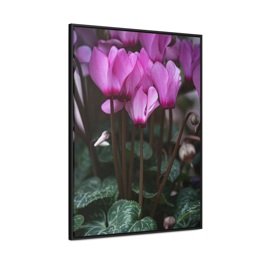 Cyclamen Reach - Canvas with Frame - Visiting This World