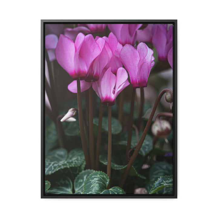 Cyclamen Reach - Canvas with Frame - Visiting This World