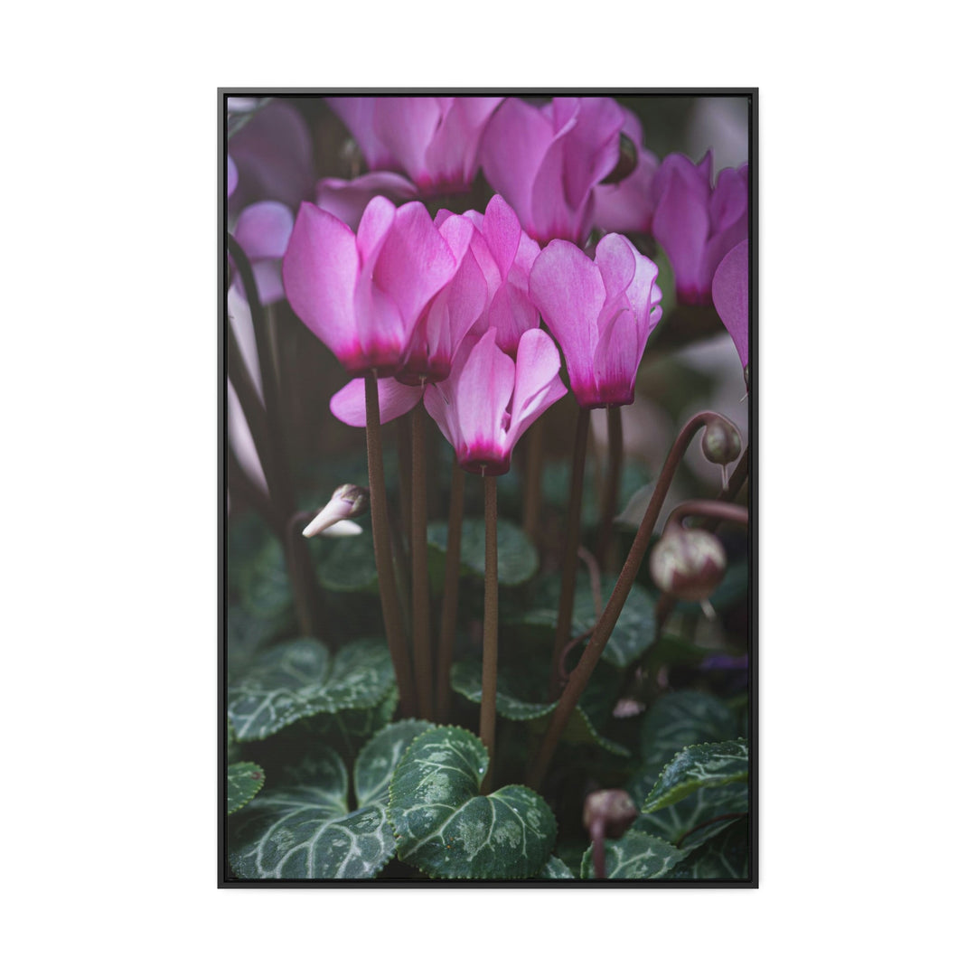 Cyclamen Reach - Canvas with Frame - Visiting This World