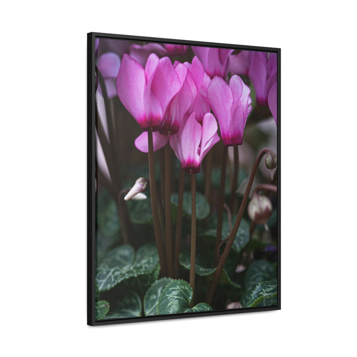 Cyclamen Reach - Canvas with Frame - Visiting This World