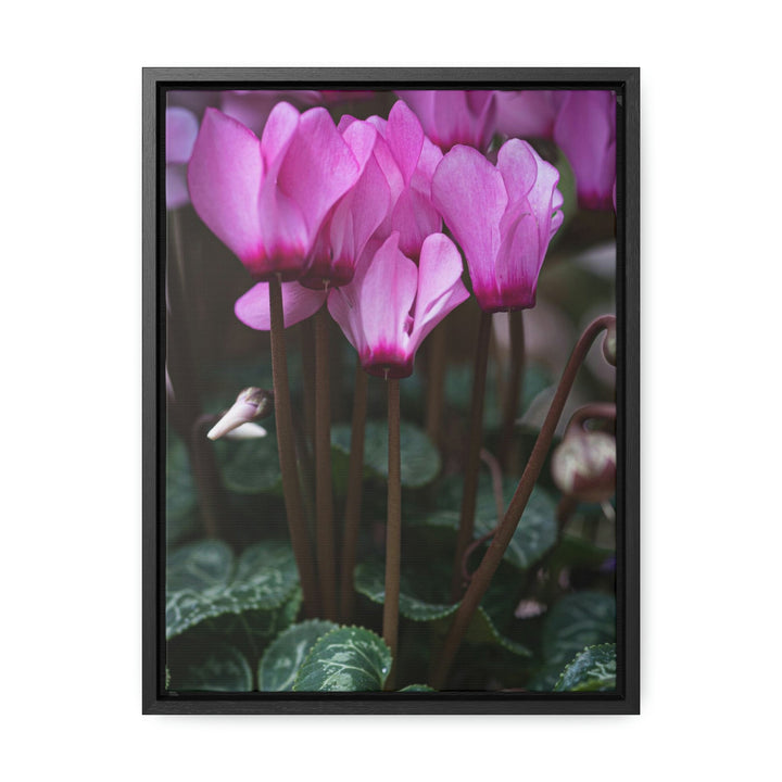 Cyclamen Reach - Canvas with Frame - Visiting This World