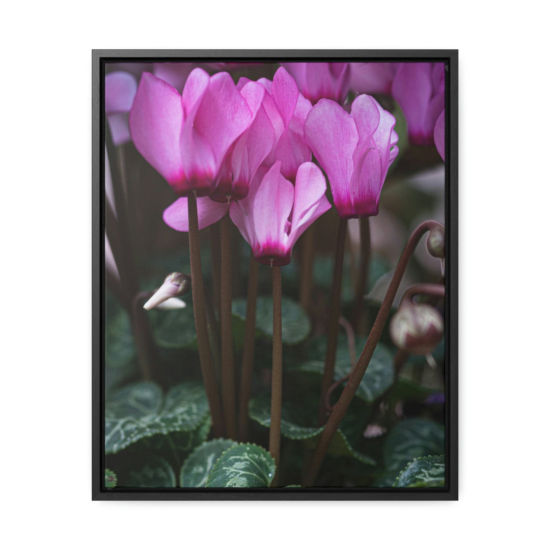 Cyclamen Reach - Canvas with Frame - Visiting This World