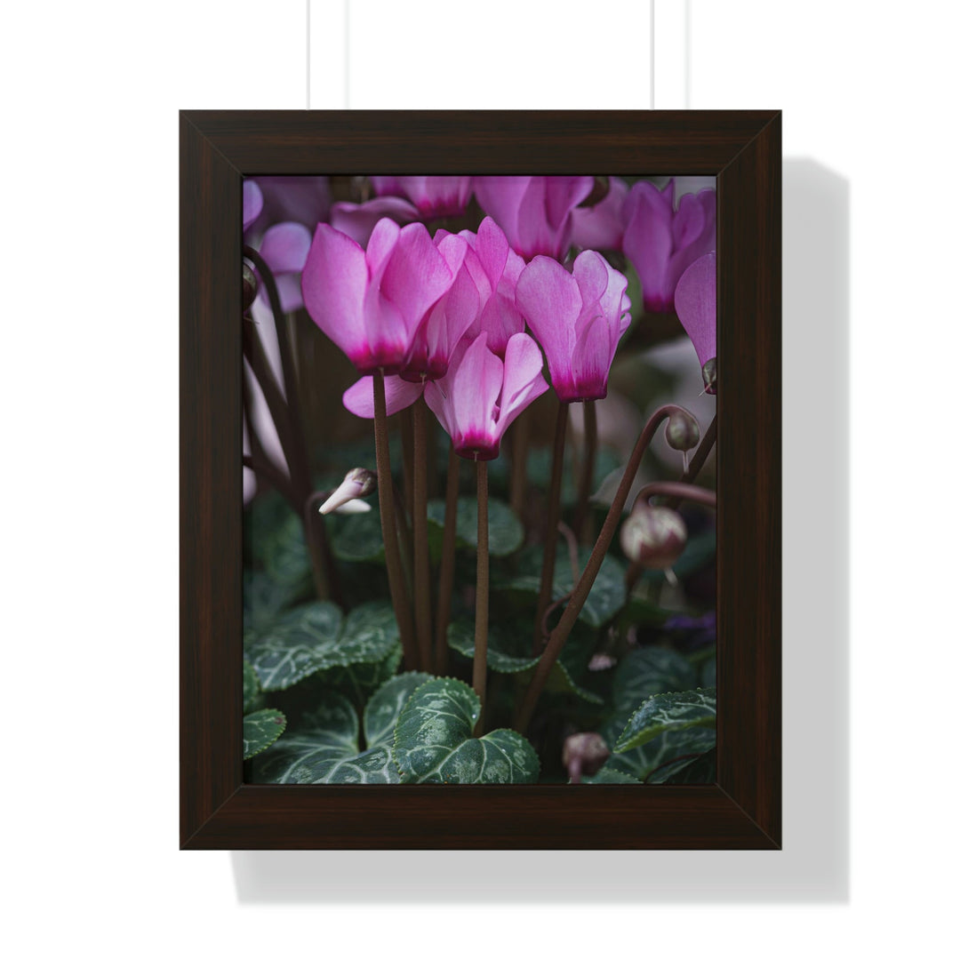 Cyclamen Reach - Framed Print - Visiting This World