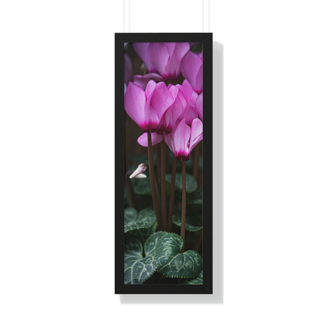 Cyclamen Reach - Framed Print - Visiting This World