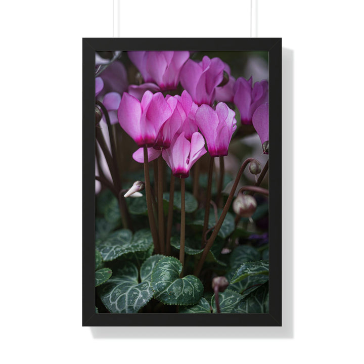 Cyclamen Reach - Framed Print - Visiting This World