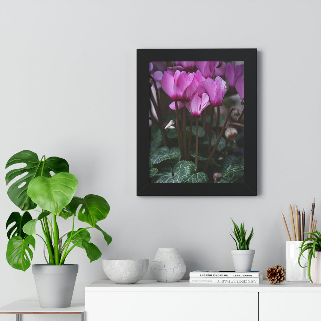 Cyclamen Reach - Framed Print - Visiting This World