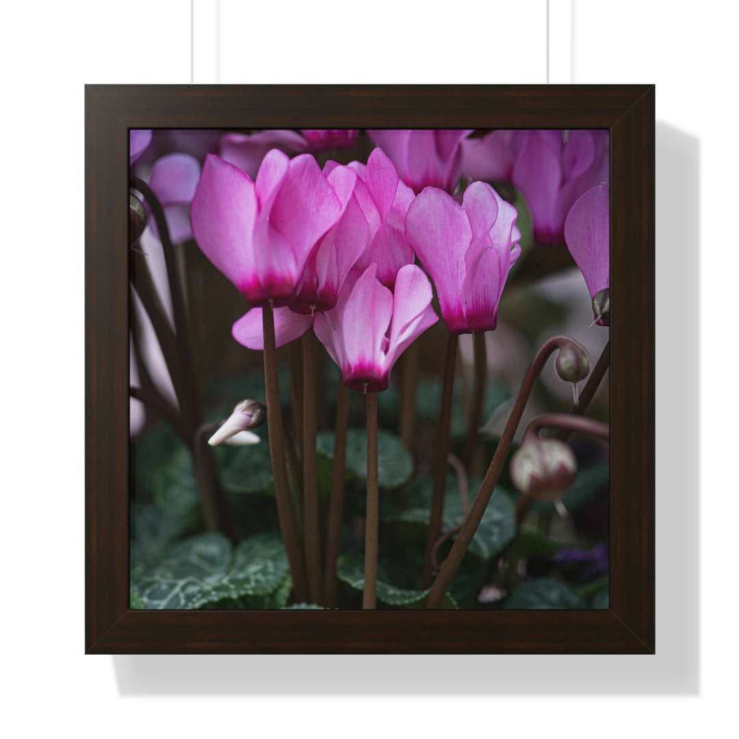 Cyclamen Reach - Framed Print - Visiting This World