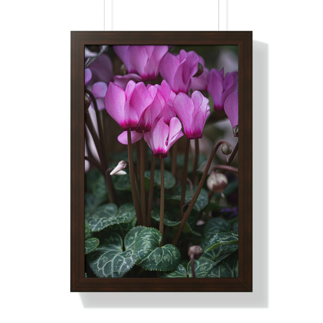 Cyclamen Reach - Framed Print - Visiting This World