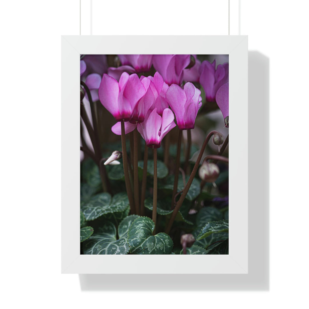 Cyclamen Reach - Framed Print - Visiting This World