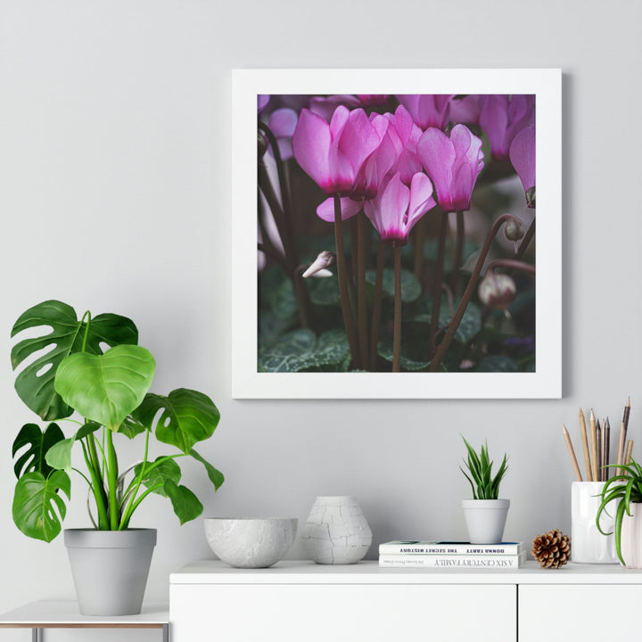 Cyclamen Reach - Framed Print - Visiting This World