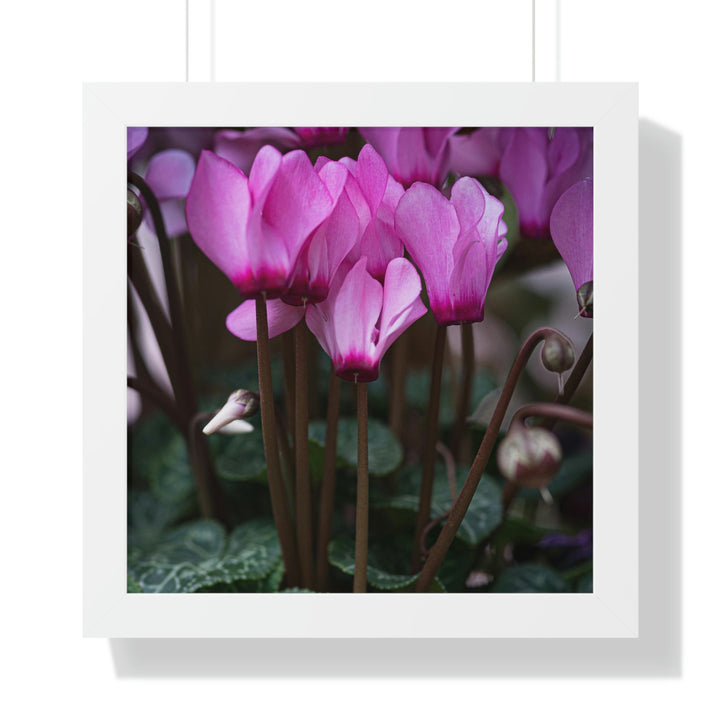 Cyclamen Reach - Framed Print - Visiting This World