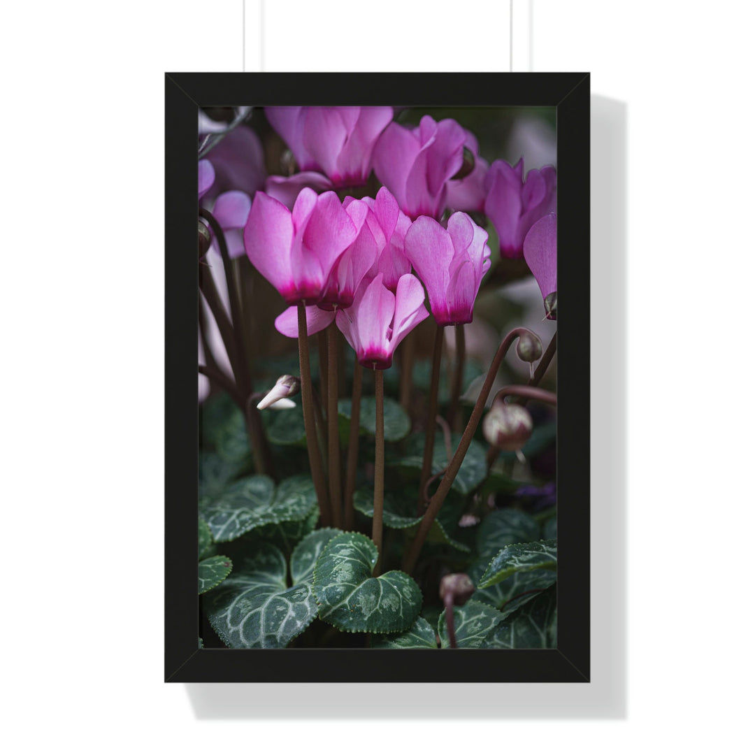 Cyclamen Reach - Framed Print - Visiting This World