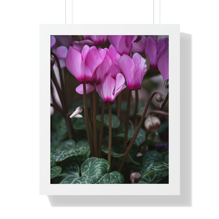 Cyclamen Reach - Framed Print - Visiting This World