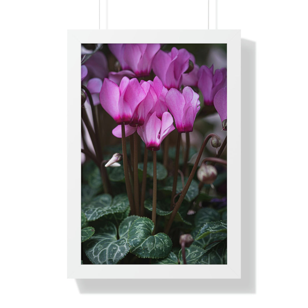 Cyclamen Reach - Framed Print - Visiting This World