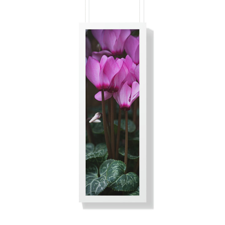 Cyclamen Reach - Framed Print - Visiting This World