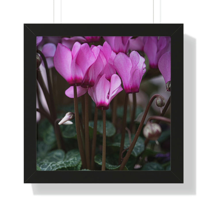 Cyclamen Reach - Framed Print - Visiting This World