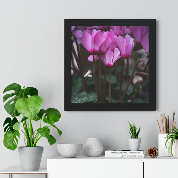 Cyclamen Reach - Framed Print - Visiting This World