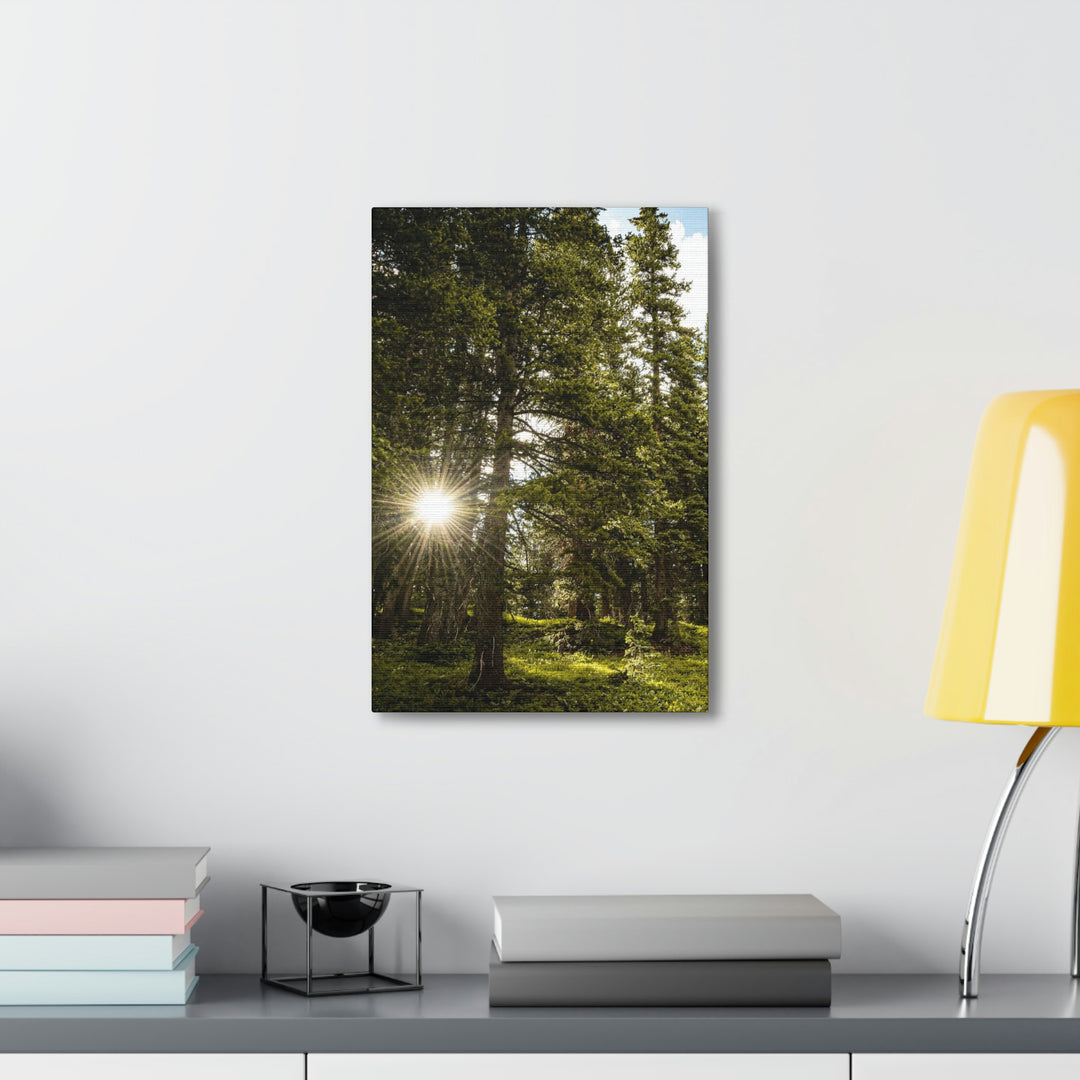 Forest Light - Canvas