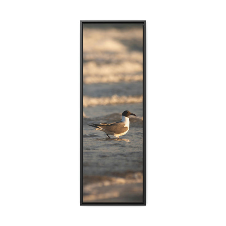 Laughing Gull in the Surf - Canvas with Frame