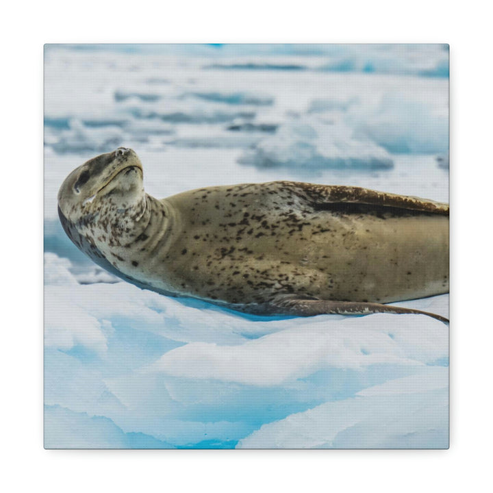 Leopard Seal Relaxing - Canvas