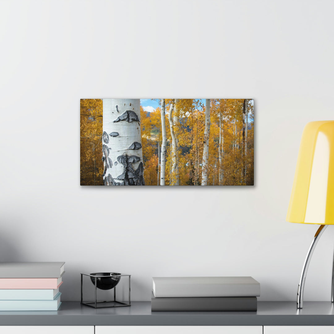 Aspens Changing - Canvas