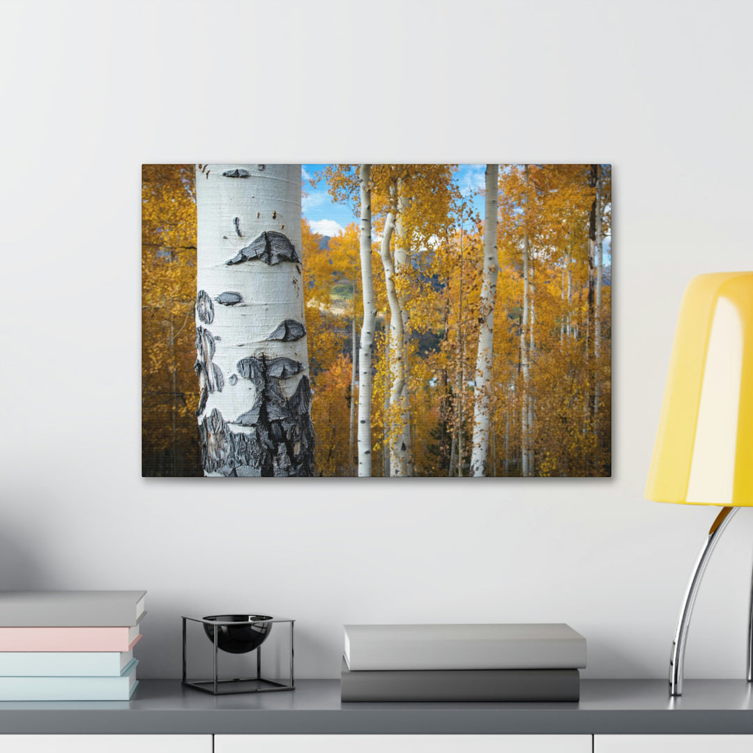 Aspens Changing - Canvas