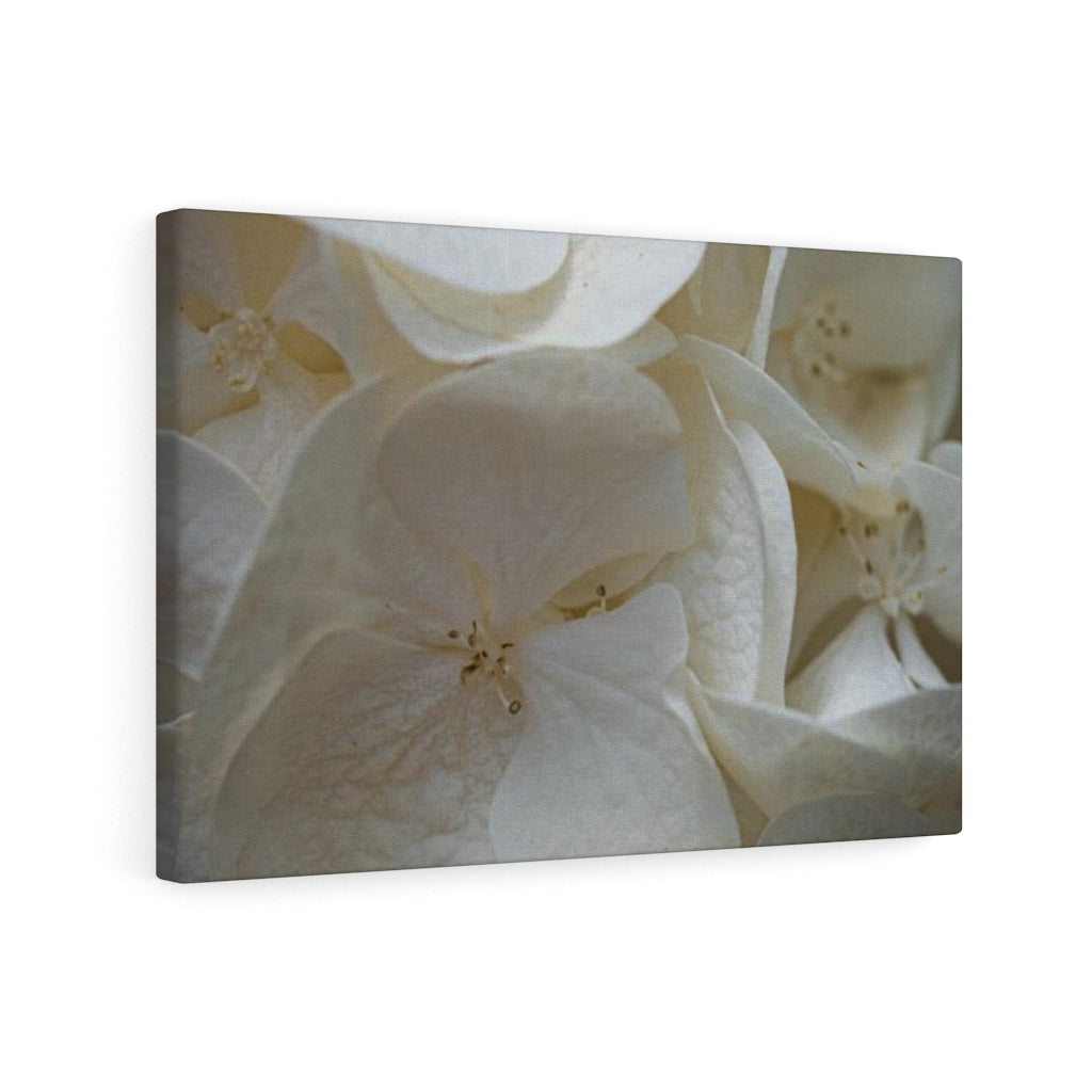 White Hydrangea Detail - Canvas