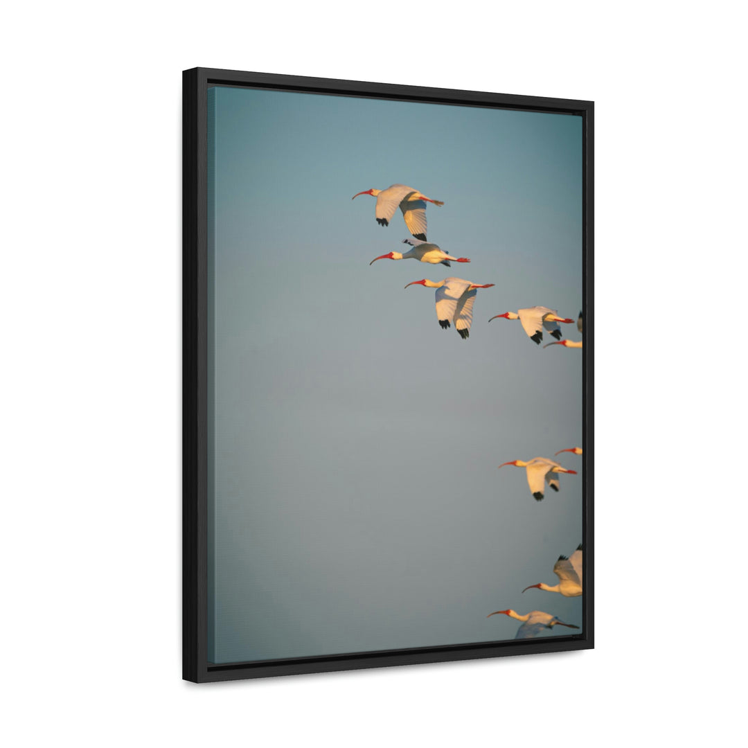 White Ibis in Flight - Canvas with Frame