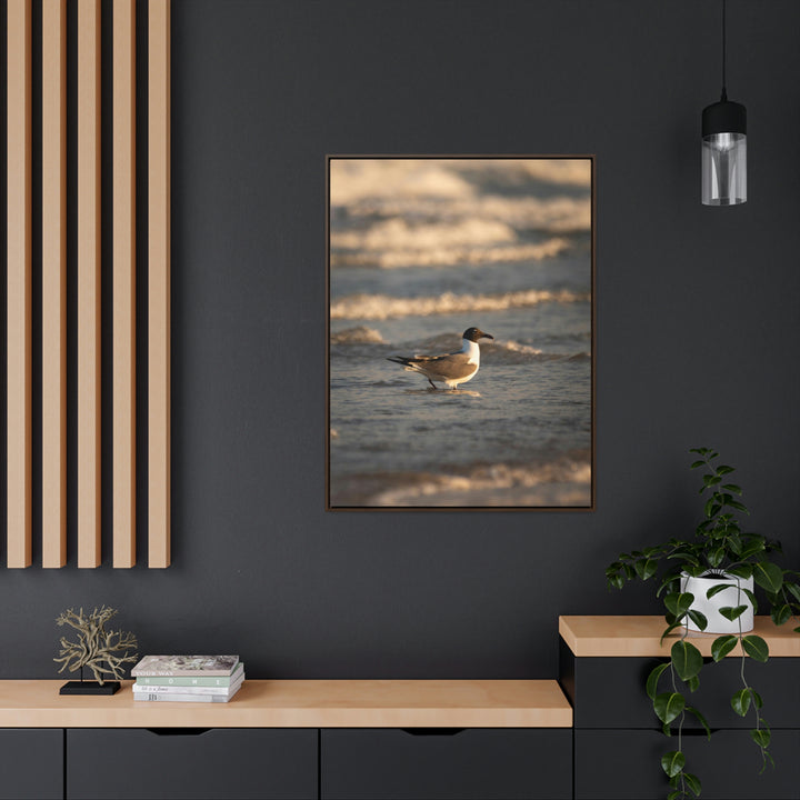 Laughing Gull in the Surf - Canvas with Frame