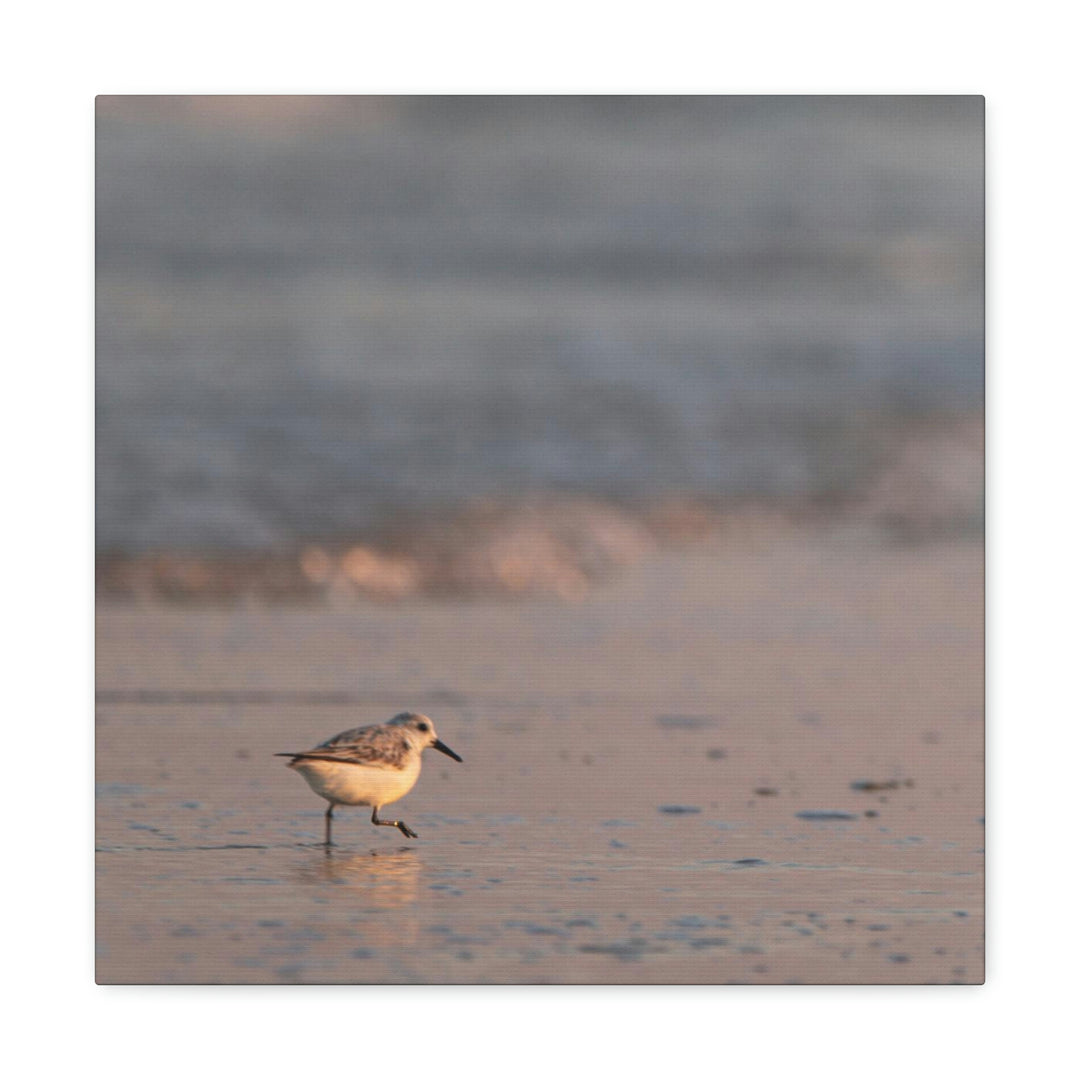 Sanderling in Soft Dusk Light - Canvas