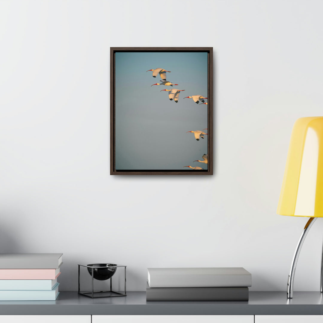 White Ibis in Flight - Canvas with Frame